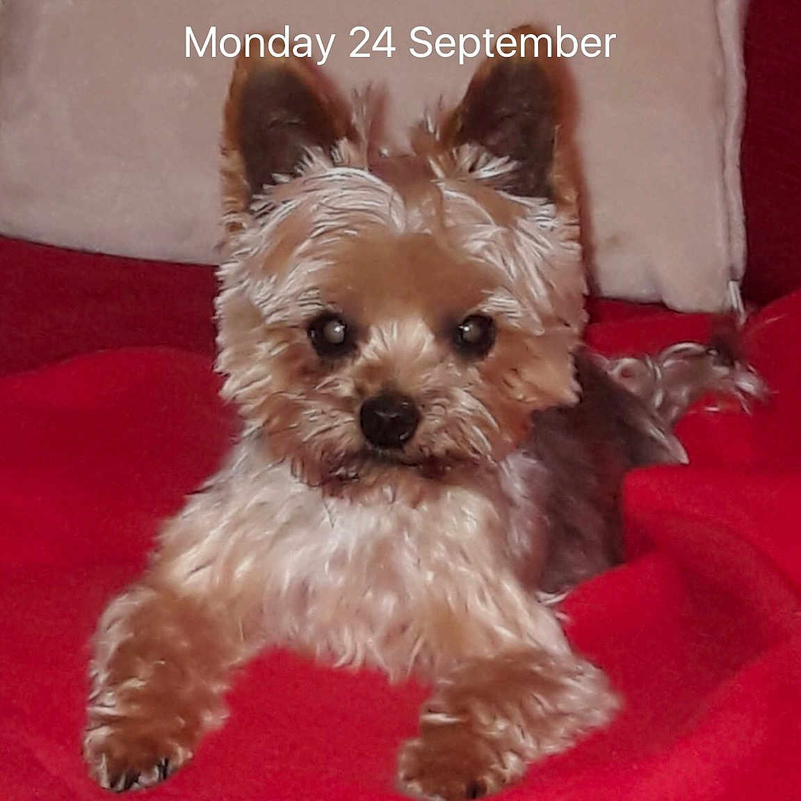 Mr Darcy joined the competition — help win amazing prizes! biewer_terrier, cairn_terrier, canidae, carnivore, chinese_imperial_dog, companion_dog, dog, dog_breed, maltepoo, mammal, morkie, puppy, rare_breed_dog, shih_tzu, small_terrier, terrier, toy_dog, vertebrate, yorkipoo, yorkshire_terrier