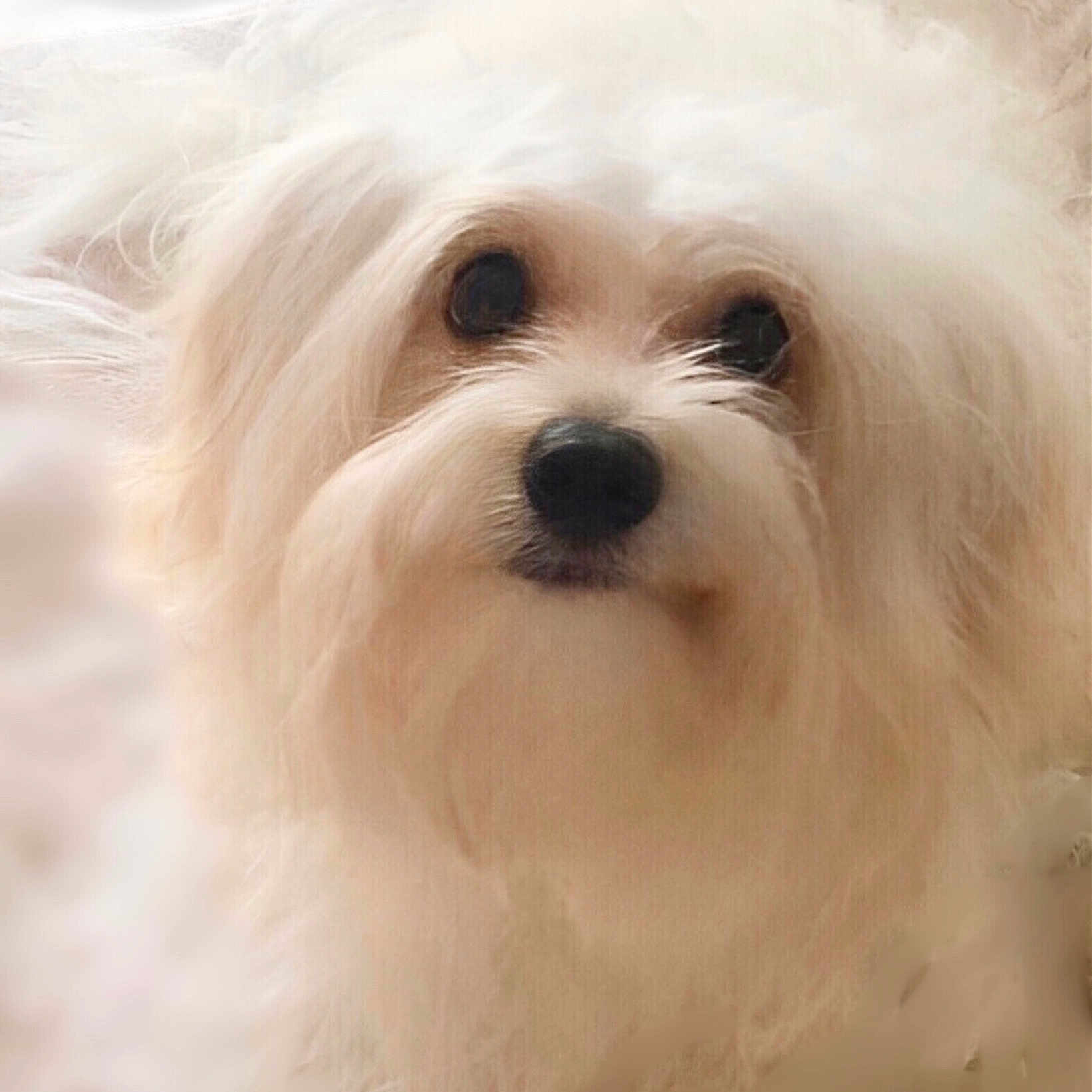 Elie Chou participe au concours pour gagner de l'argent avec cette photo : animal, bison, canine, dog, eskimodog, pet, poodle, puppy, snout, terrier, white, whitedog
