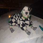 Marble is registered to the contest to win money with this photo: accessory, animal, black_and_white, boots, car_hood, checkered_pattern, coat, cute, dog, flash_photography, gold_chain, hoodie, indoors, jacket, nighttime, paw_boots, pet, portrait, puppy, sitting