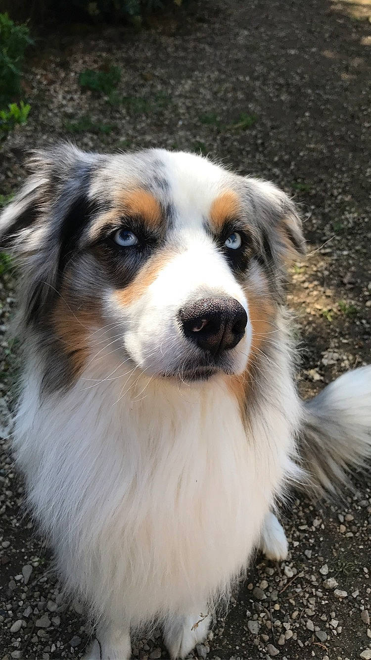Méo participe au concours pour gagner de l'argent avec cette photo : australian_collie, australian_shepherd, border_collie, canidae, carnivore, companion_dog, dog, dog_breed, english_shepherd, herding_dog, mammal, miniature_australian_shepherd, rare_breed_dog, scotch_collie, snout, sporting_group, vertebrate, welsh_sheepdog, working_dog
