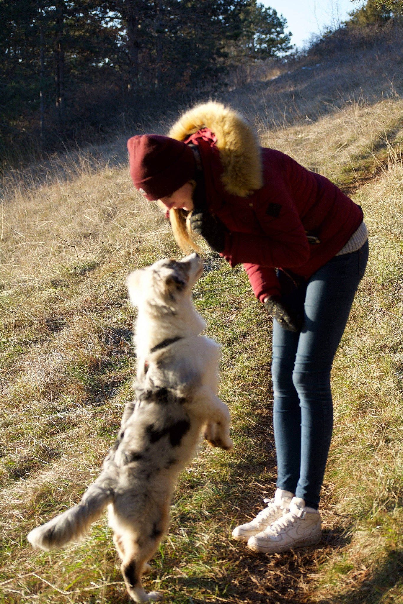 Méo participe au concours pour gagner de l'argent avec cette photo : australian_shepherd, canidae, carnivore, czechoslovakian_wolfdog, dog, dog_breed, mammal, sporting_group, vertebrate
