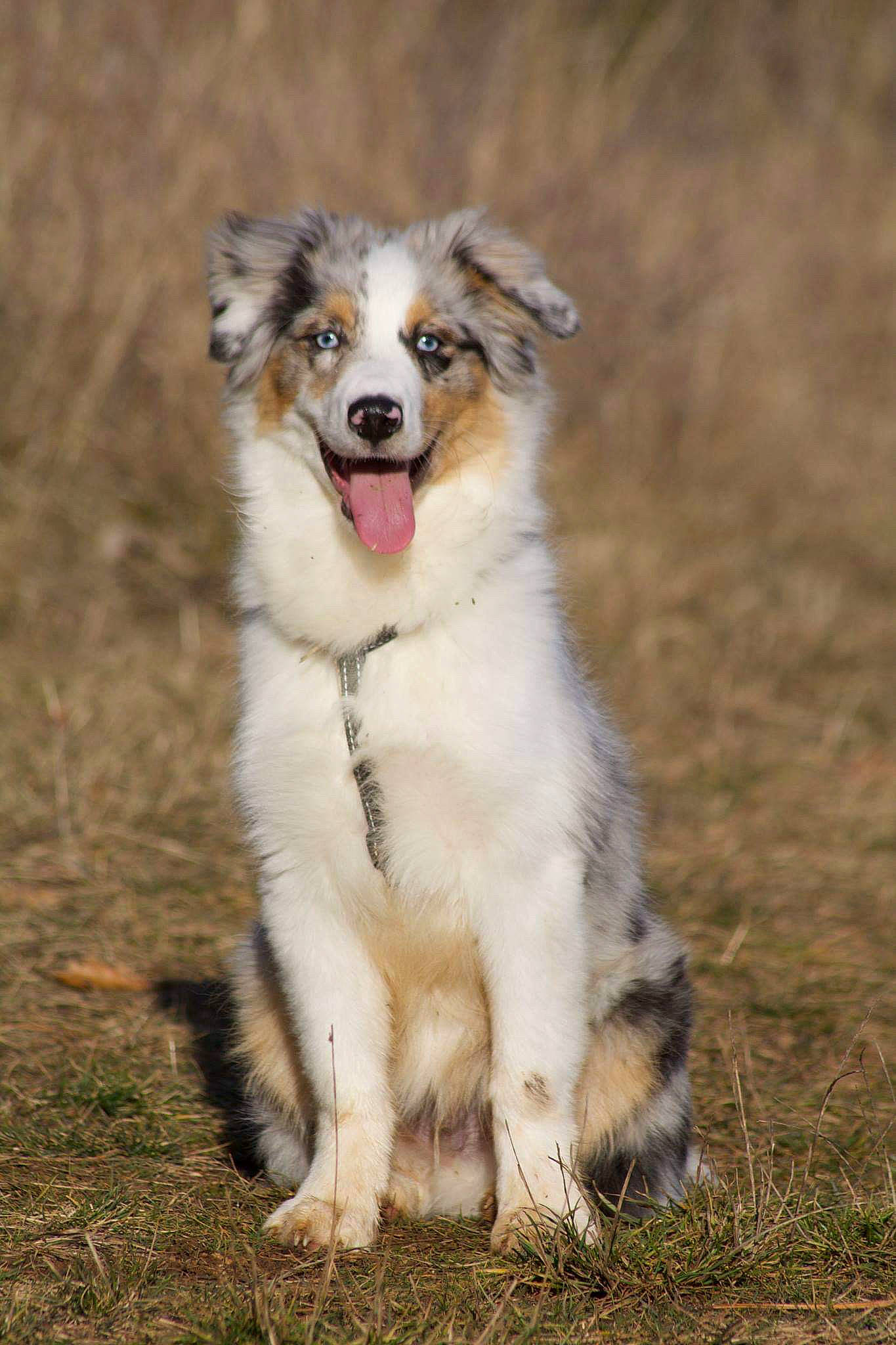 Méo a rejoint le concours — aidez-le/la à gagner de superbes lots ! aidi, australian_collie, australian_shepherd, basque_shepherd_dog, border_collie, canidae, carnivore, companion_dog, dog, dog_breed, herding_dog, mammal, miniature_australian_shepherd, rare_breed_dog, scotch_collie, sporting_group, vertebrate, welsh_sheepdog