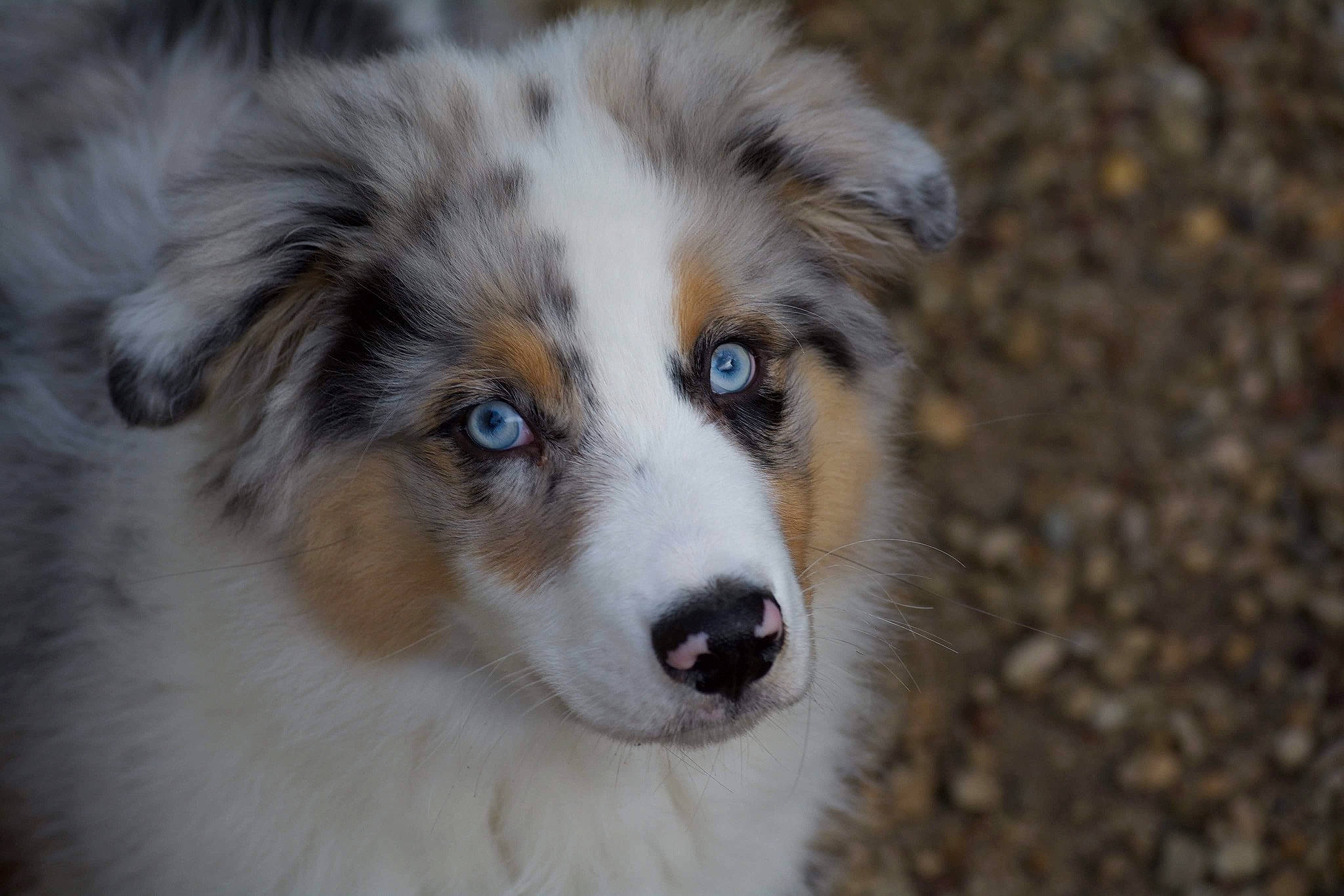 Méo a rejoint le concours — aidez-le/la à gagner de superbes lots ! australian_collie, australian_shepherd, canidae, carnivore, companion_dog, dog, dog_breed, fur, herding_dog, mammal, miniature_australian_shepherd, nose, puppy, rare_breed_dog, scotch_collie, shetland_sheepdog, snout, sporting_group, vertebrate, welsh_sheepdog