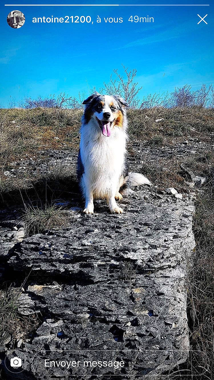 Méo participe au concours pour gagner de l'argent avec cette photo : australian_shepherd, canidae, carnivore, companion_dog, dog, dog_breed, fawn, grass, miniature_australian_shepherd, sporting_group, winter