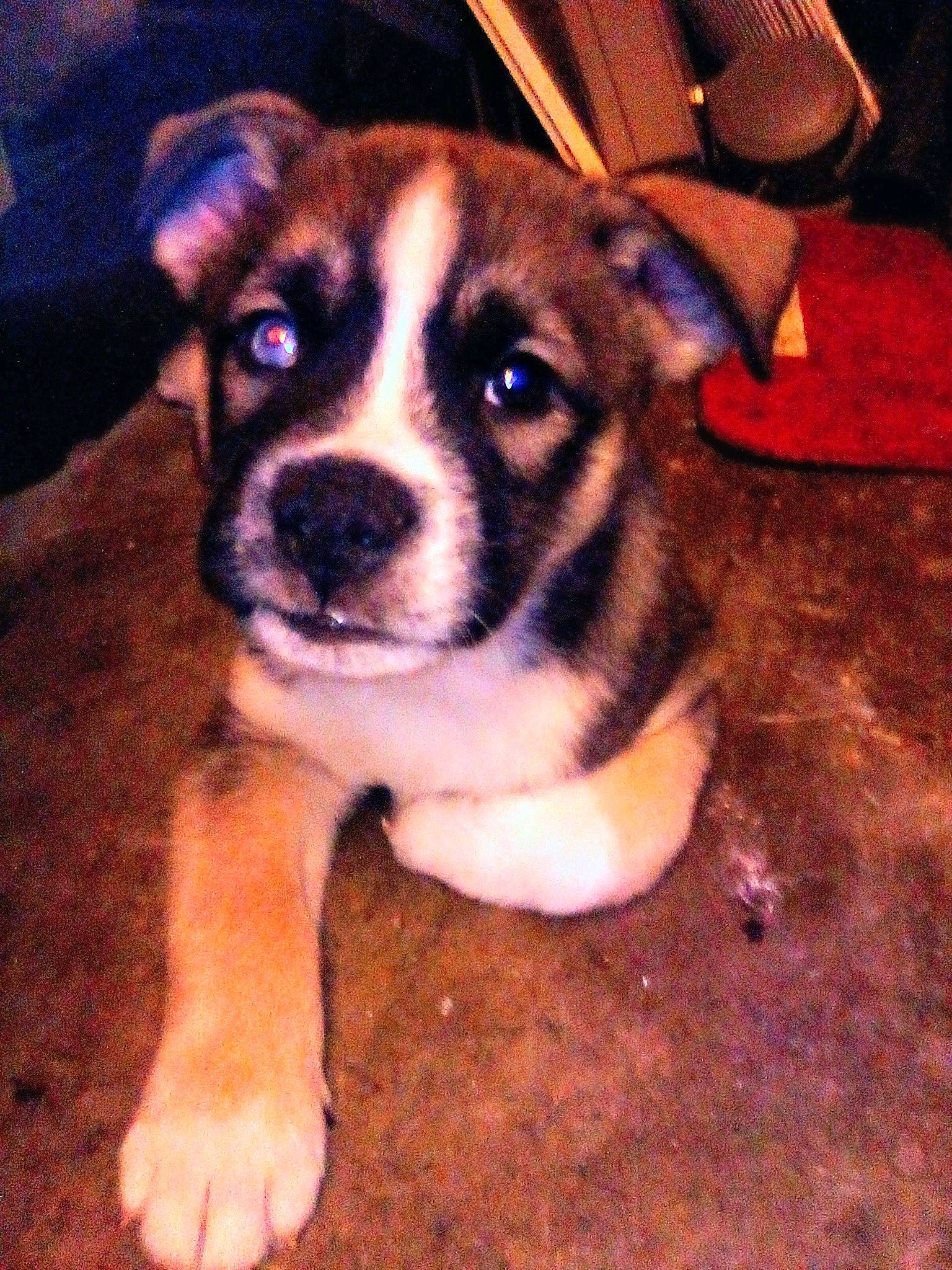 Elvis is registered to the contest to win money with this photo: canidae, carnivore, companion_dog, dog, dog_breed, non_sporting_group, snout, sporting_group, whiskers, wood, working_animal, working_dog