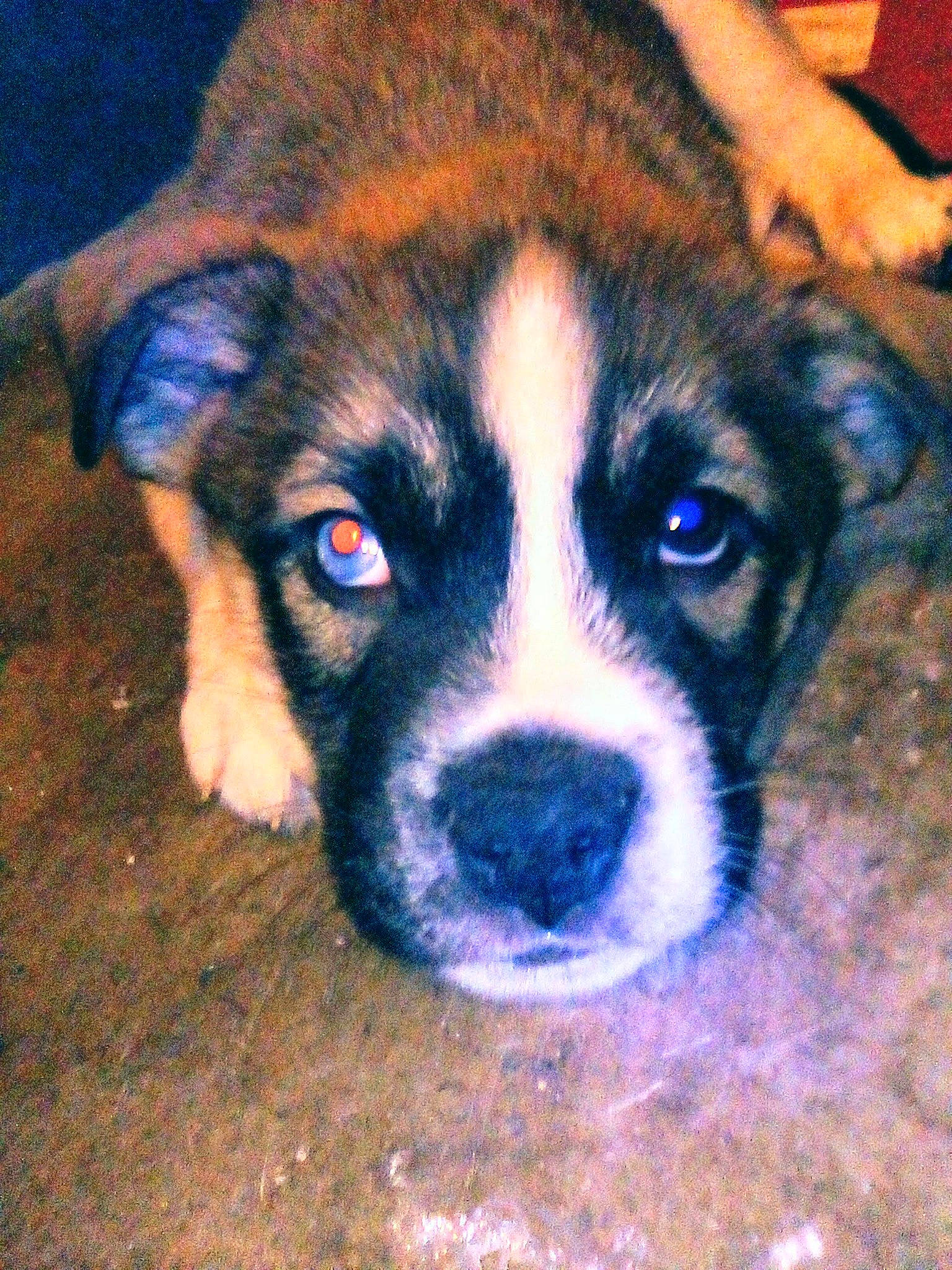 Elvis is registered to the contest to win money with this photo: art, canidae, carnivore, companion_dog, dog, dog_breed, electric_blue, eye, fawn, fur, head, non_sporting_group, snout, sporting_group, square, tints_and_shades, toy_dog, whiskers, working_animal, working_dog