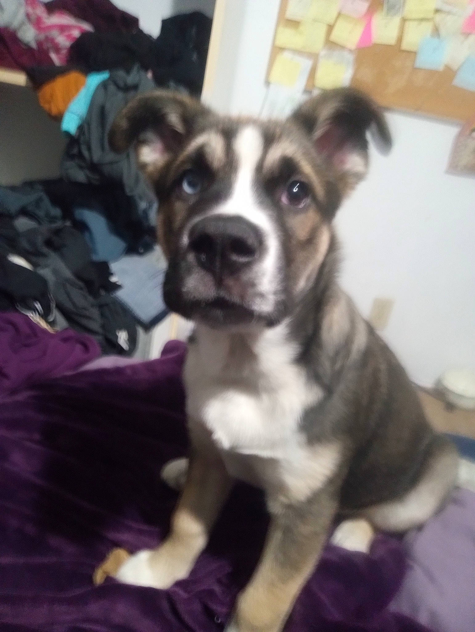 Elvis joined the competition — help win amazing prizes! ancient_dog_breeds, canidae, carnivore, companion_dog, dog, dog_breed, fur, non_sporting_group, snout, sporting_group, toy_dog, whiskers, working_animal