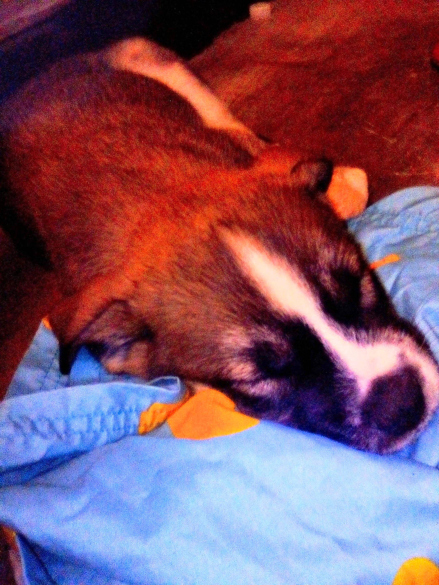 Elvis joined the competition — help win amazing prizes! carnivore, cloud, comfort, companion_dog, dog, dog_breed, electric_blue, fawn, felidae, human_leg, orange, paw, small_to_medium_sized_cats, snout, sporting_group, tail, terrestrial_animal, tints_and_shades, vertebrate, whiskers