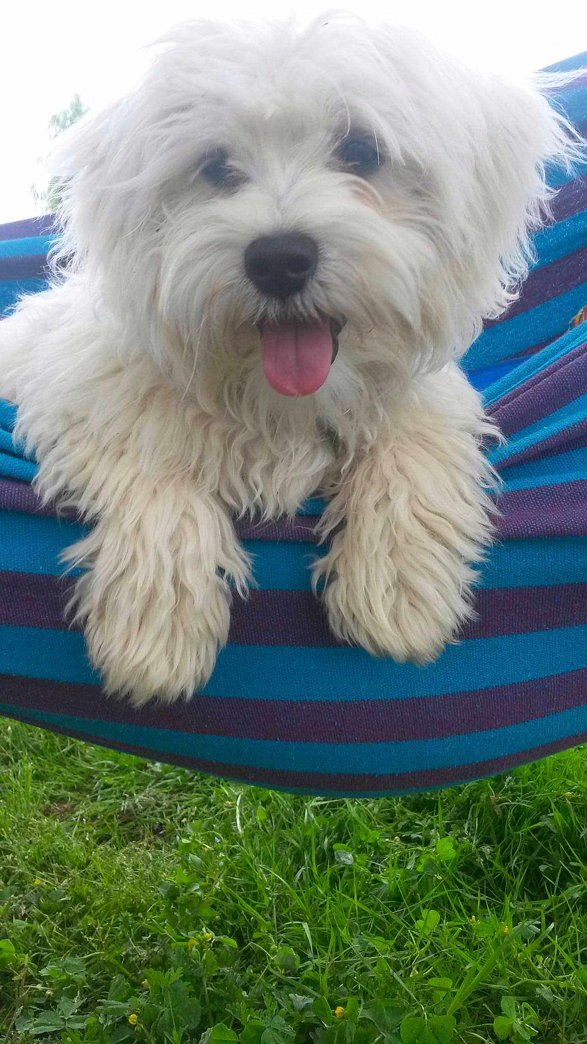 Junior