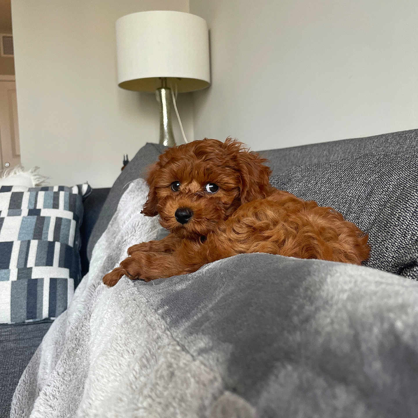 Cooper is registered to the contest to win money with this photo: blanket, brown_fur, couch, cozy, curious, curly_fur, cute, dog, fur, furniture, home, indoor, lamp, living_room, looking, pet, pillow, puppy, resting, small_dog