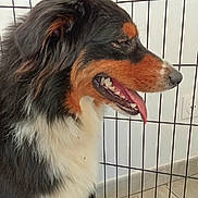 Vena a rejoint le concours — aidez-le/la à gagner de superbes lots ! dog, canine, furry, pet, panting, indoor, wire_pen, tongue_out, black_fur, white_fur, brown_fur, animal, cute, sitting, floor, blanket, tile_floor, wall_socket, side_view, domestic