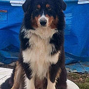 Vena participe au concours pour gagner de l'argent avec cette photo : animal, black, blue, brown, calm, dog, ears, fluffy, fur, grass, legs, looking, nose, outdoor, pet, pool, sitting, table, tricolor, white