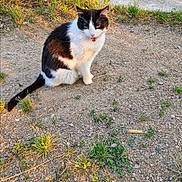 Peggy participe au concours pour gagner de l'argent avec cette photo : cat, black_and_white, outdoor, grass, gravel, sunlight, animal, pet, fur, meow, nature, weed, ground, tail, ear, sitting, daylight, closeup, cute, mammal