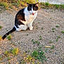 animal, black_and_white, cat, closeup, cute, daylight, ear, fur, grass, gravel, ground, mammal, meow, nature, outdoor, pet, sitting, sunlight, tail, weed