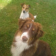 Ibiza a rejoint le concours — aidez-le/la à gagner de superbes lots ! dog, grass, outdoor, pet, animal, brown, white, fur, cute, nature, canine, portrait, two_dogs, looking, sitting, daylight, friendly, companion, domestic_animal, background
