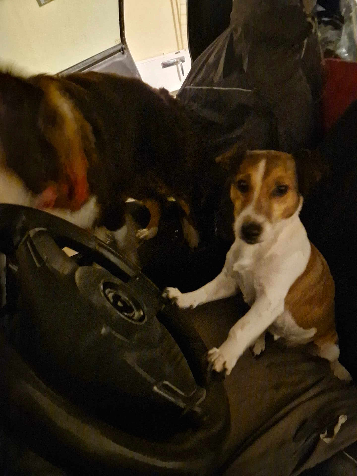 Ibiza a rejoint le concours — aidez-le/la à gagner de superbes lots ! animal, blurry, brown_and_white_dog, canine, close_up, companion, curious, dark, dim_lighting, dog, front_seat, indoor, looking, motion_blur, paw_on_steering_wheel, pet, seat, steering_wheel, two_dogs, vehicle_interior