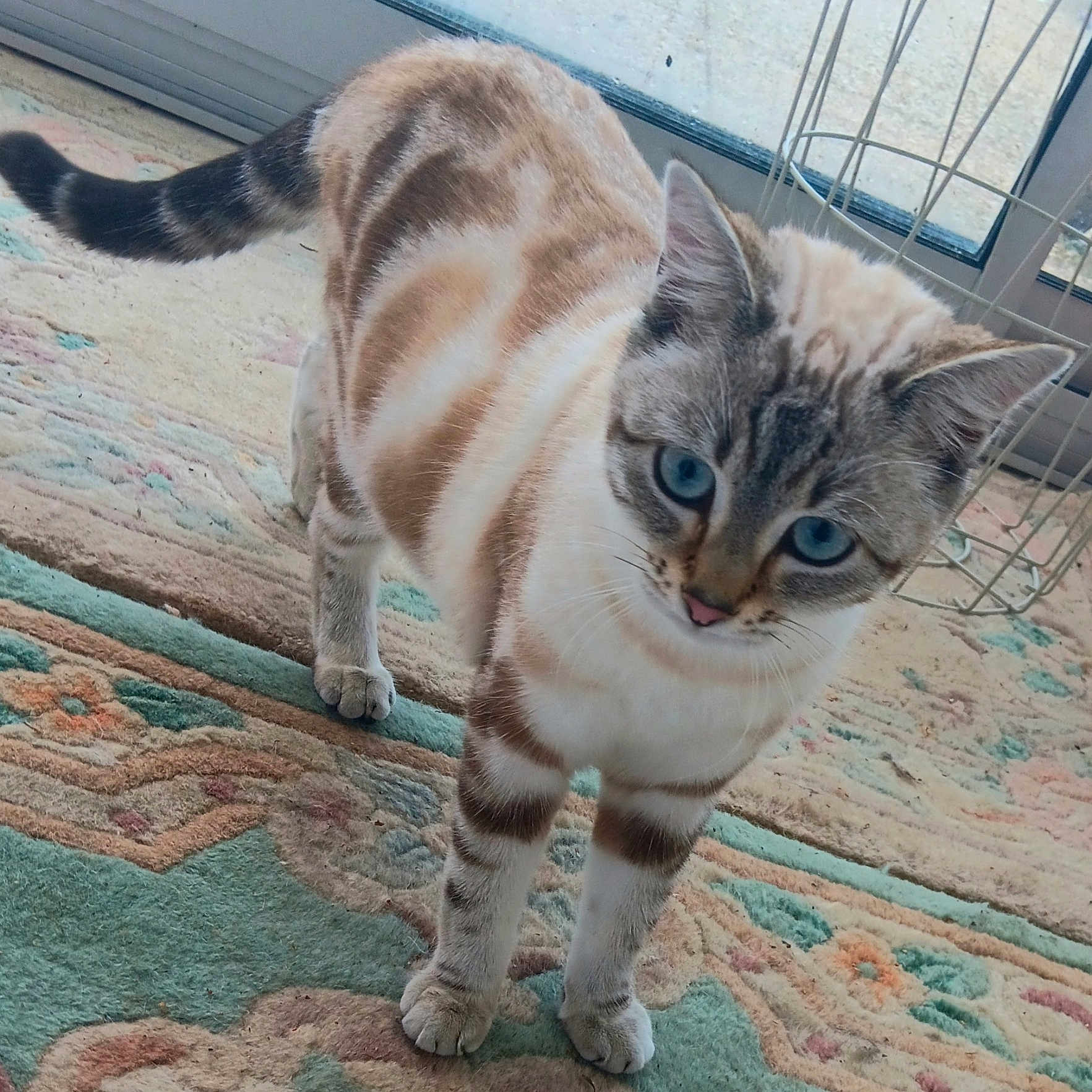 Bora a rejoint le concours — aidez-le/la à gagner de superbes lots ! abyssinian, animal, cat, egyptiancat, homedecor, kitten, manx, pet, siamese