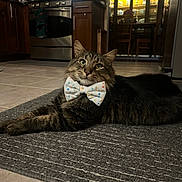 Pookie joined the competition — help win amazing prizes! cat, tabby, bow_tie, indoor, rug, kitchen, appliance, stove, cabinet, floor_tile, feline, pet, domestic_animal, fur, whiskers, relaxed, cute, animal, mammal, portrait