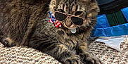 Pookie is registered to the contest to win money with this photo: cat, tabby, sunglasses, bow_tie, carpet, indoor, pet, animal, feline, cute, relaxed, accessory, portrait, whiskers, ears, fur, closeup, laying_down, domestic_cat, stylish