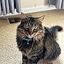 Pookie is registered to the contest to win money with this photo: cat, tabby, fluffy, green_eyes, collar, bell, carpet, indoor, pet, animal, feline, sitting, curtains, vent, fur, whiskers, ears, tail, domestic_cat, looking
