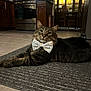 Pookie is registered to the contest to win money with this photo: cat, tabby, bow_tie, indoor, rug, kitchen, appliance, stove, cabinet, floor_tile, feline, pet, domestic_animal, fur, whiskers, relaxed, cute, animal, mammal, portrait