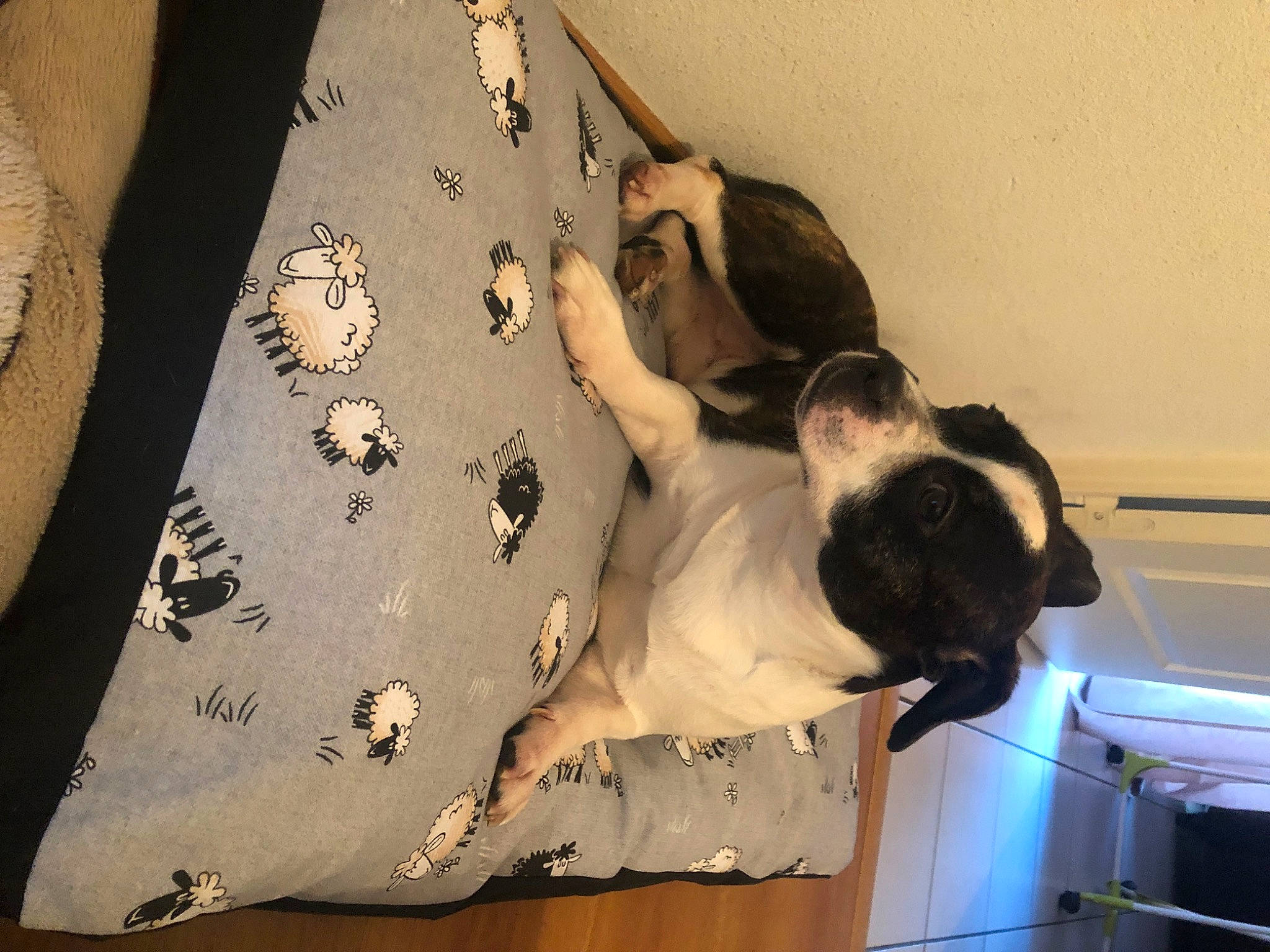 Magnum participe au concours pour gagner de l'argent avec cette photo : adventure, canidae, carnivore, companion_dog, dog, dog_breed, fawn, non_sporting_group, pointer, sporting_group, tail