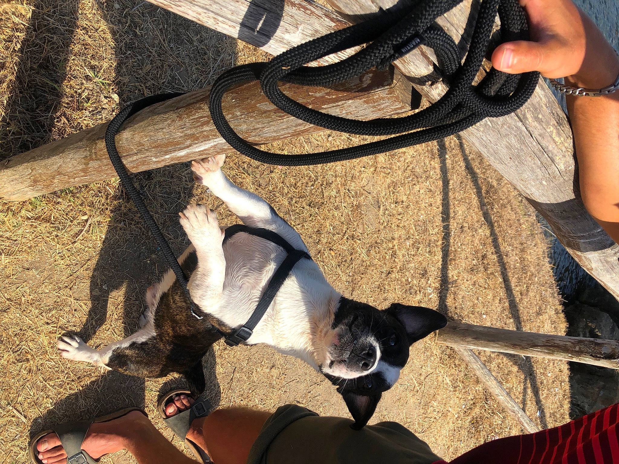 Magnum participe au concours pour gagner de l'argent avec cette photo : canidae, carnivore, dog_breed, fawn, leash, leg, non_sporting_group, sporting_group, tail