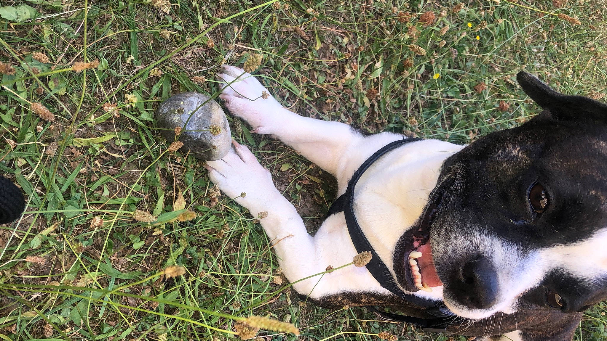 Magnum a rejoint le concours — aidez-le/la à gagner de superbes lots ! american_staffordshire_terrier, canidae, carnivore, danish_swedish_farmdog, dog, dog_breed, feist, non_sporting_group, smooth_fox_terrier, sporting_group, terrier, treeing_feist