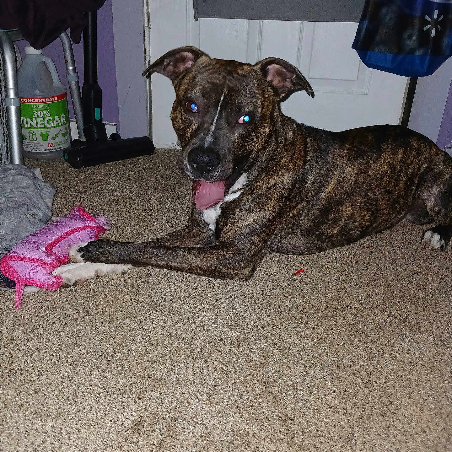 Po'Boy is registered to the contest to win money with this photo: animal, ball, boxer, bulldog, canine, clothing, couch, dog, footwear, furniture, glove, hound, leash, pet, pitbull, puppy, runningshoe, shoe, shorts, sport