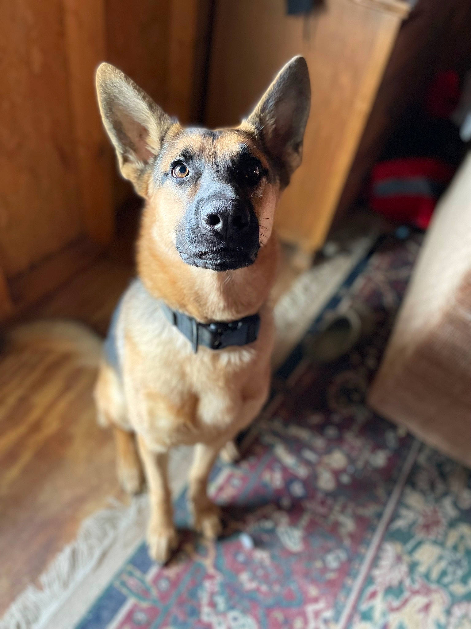 Aurora joined the competition — help win amazing prizes! canidae, carnivore, companion_dog, dog, dog_breed, dog_supply, ear, fawn, floor, flooring, fur, hardwood, non_sporting_group, snout, sporting_group, terrestrial_animal, toy_dog, whiskers, wood, working_animal