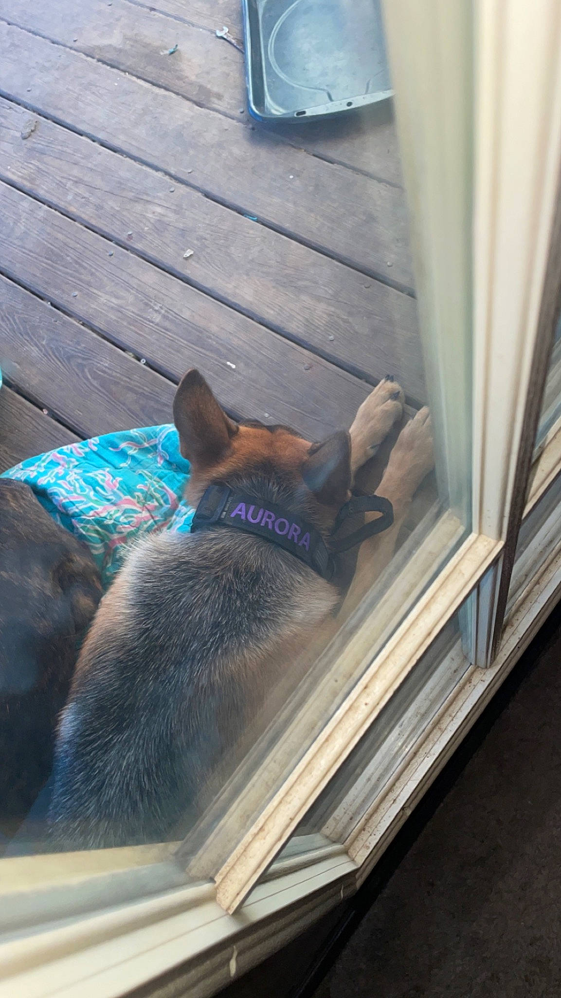 Aurora is registered to the contest to win money with this photo: blue, canidae, carnivore, comfort, companion_dog, curtain, dog, dog_breed, fawn, felidae, fur, hardwood, nap, shade, sporting_group, tail, tints_and_shades, window, wood, working_animal