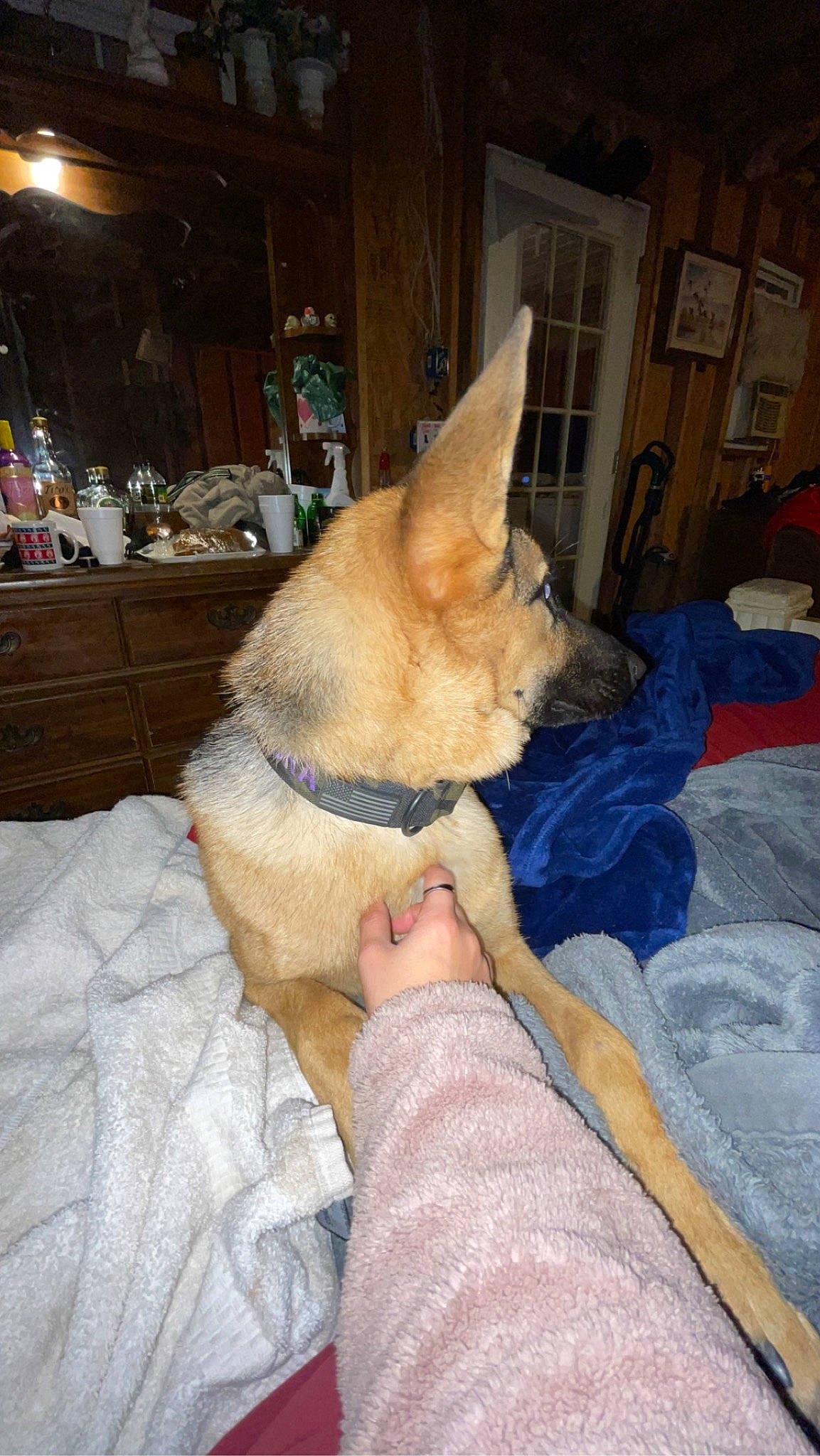 Aurora joined the competition — help win amazing prizes! canidae, carnivore, comfort, companion_dog, dog, dog_breed, fawn, felidae, foot, fur, human_leg, nap, sitting, small_to_medium_sized_cats, snout, spitz, sporting_group, tail, whiskers, wood