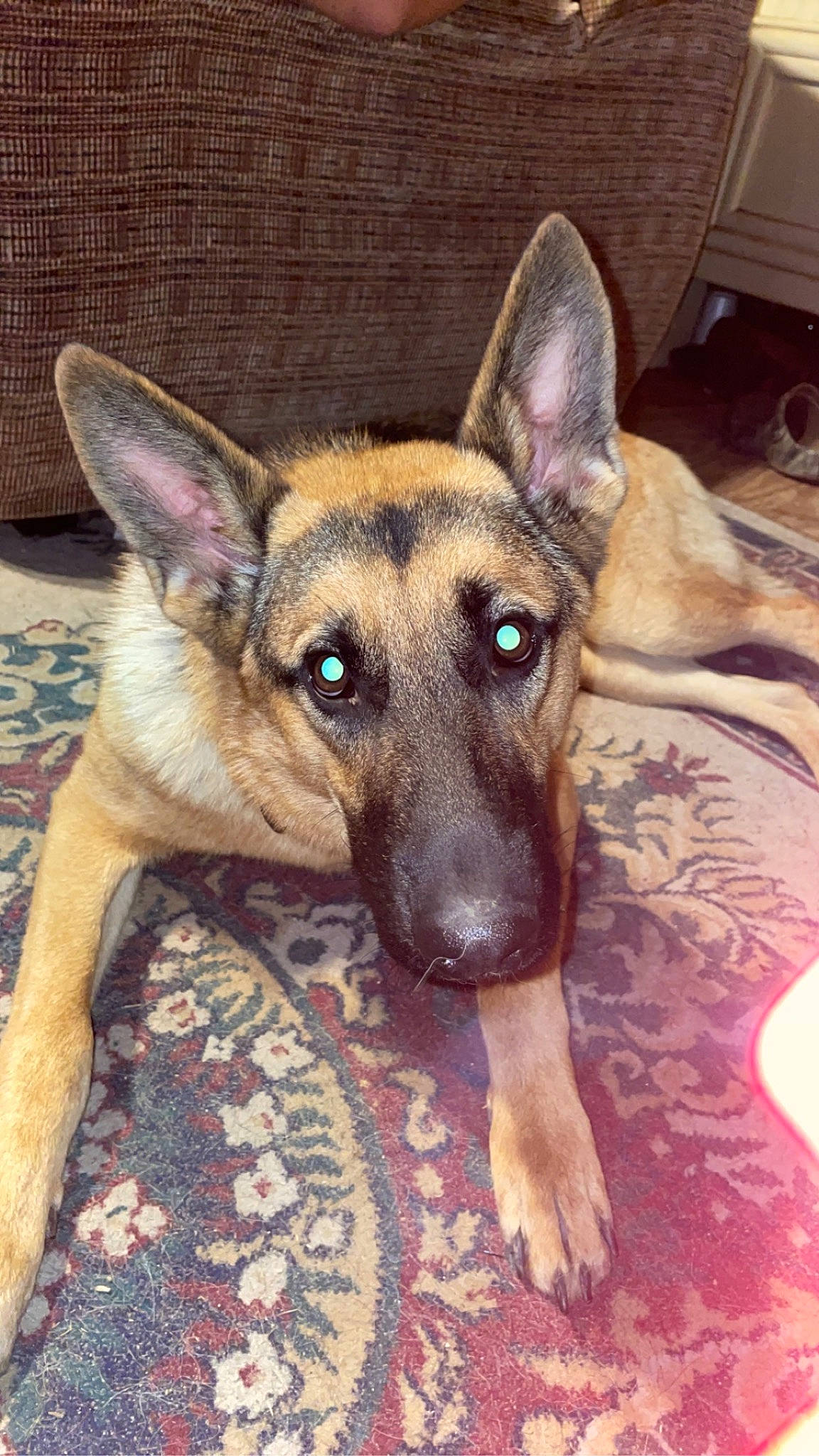 Aurora is registered to the contest to win money with this photo: belgian_shepherd_malinois, canidae, carnivore, companion_dog, dog, dog_breed, east_european_shepherd, fawn, flooring, fur, german_shepherd_dog, herding_dog, old_german_shepherd_dog, snout, sporting_group, terrestrial_animal, whiskers, wood, working_dog