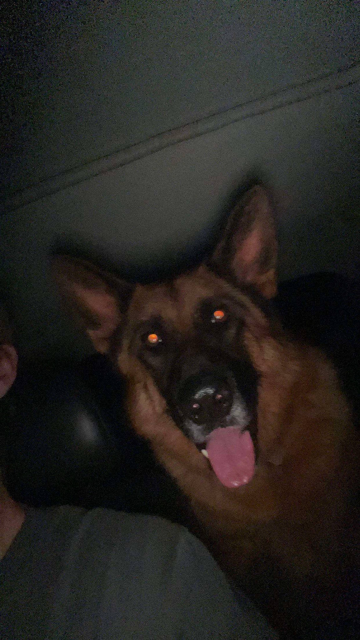 Rambo joined the competition — help win amazing prizes! carnivore, companion_dog, darkness, dog, dog_breed, ear, flesh, fur, king_shepherd, snout, working_dog