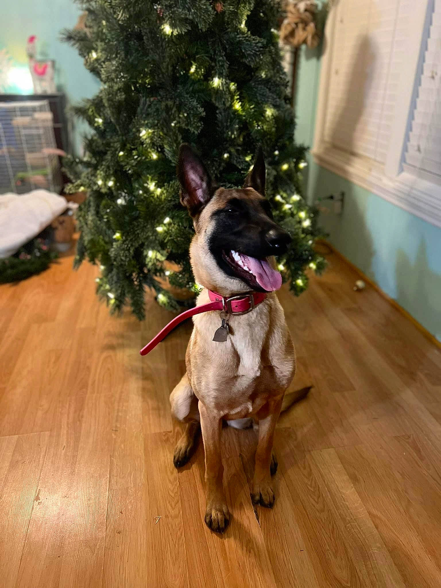 Delta is registered to the contest to win money with this photo: carnivore, christmas, christmas_decoration, christmas_ornament, christmas_tree, collar, companion_dog, dog, dog_collar, event, floor, flooring, hardwood, holiday, laminate_flooring, plant, tree, wood, wood_flooring, working_animal