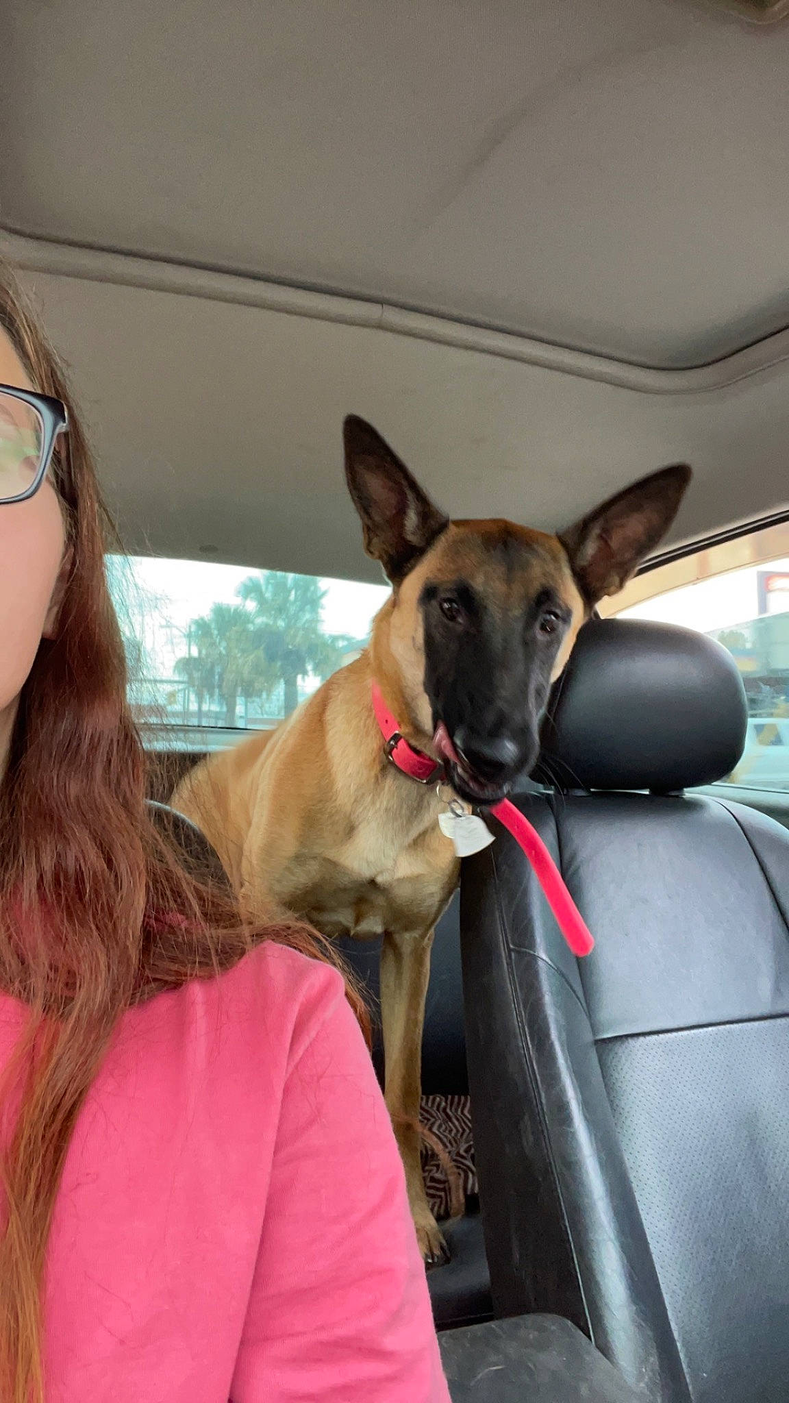 Delta joined the competition — help win amazing prizes! car, carnivore, collar, companion_dog, dog, dog_breed, dog_collar, eyewear, family_car, fawn, goggles, snout, sporting_group, steering_wheel, travel, vehicle, vehicle_door, window, windshield, working_animal