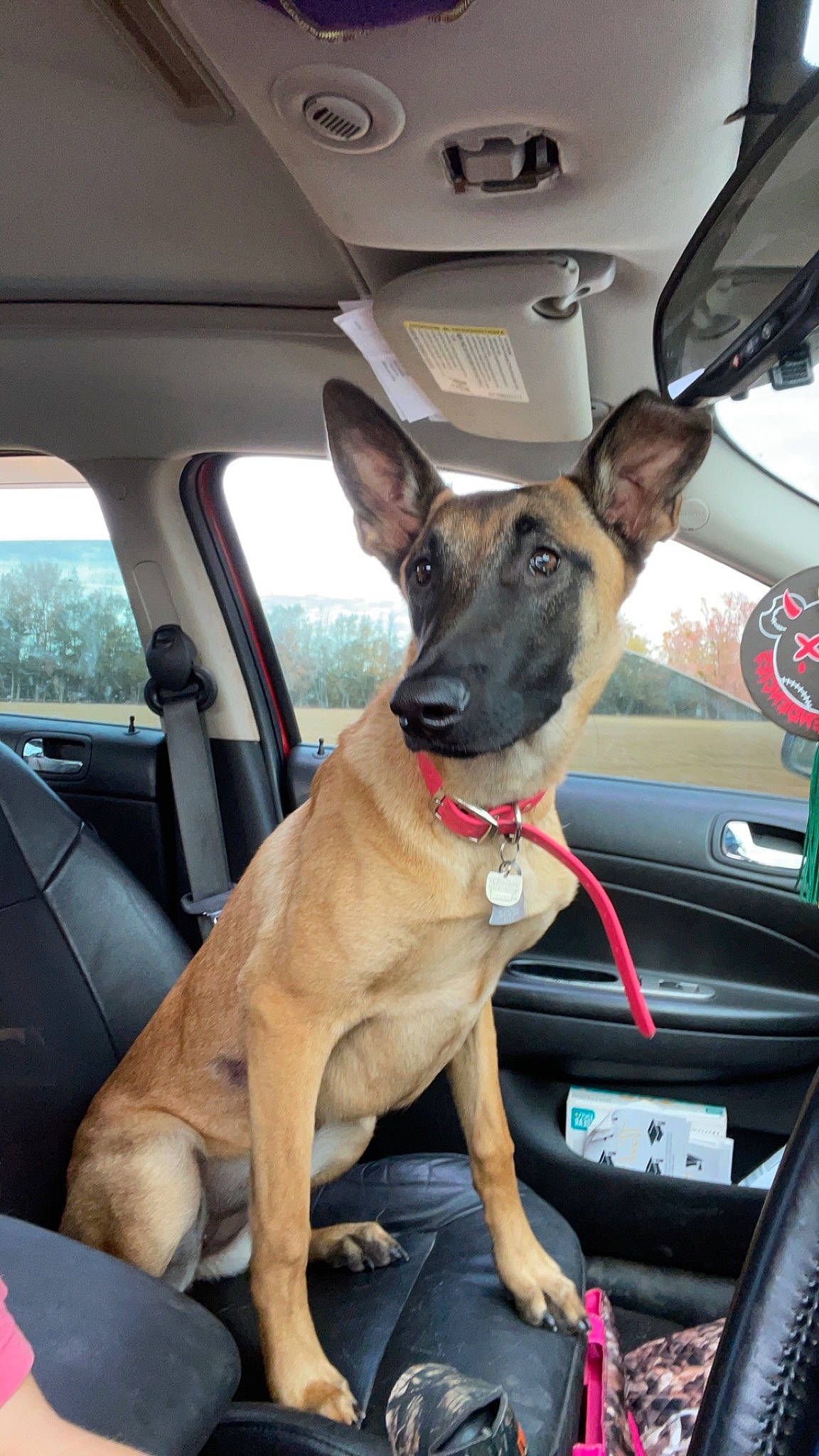 Delta is registered to the contest to win money with this photo: auto_part, automotive_exterior, car, carnivore, collar, companion_dog, dog, dog_breed, dog_collar, fawn, hood, motor_vehicle, snout, steering_wheel, vehicle, vehicle_door, vehicle_registration_plate, vertebrate, window, windshield