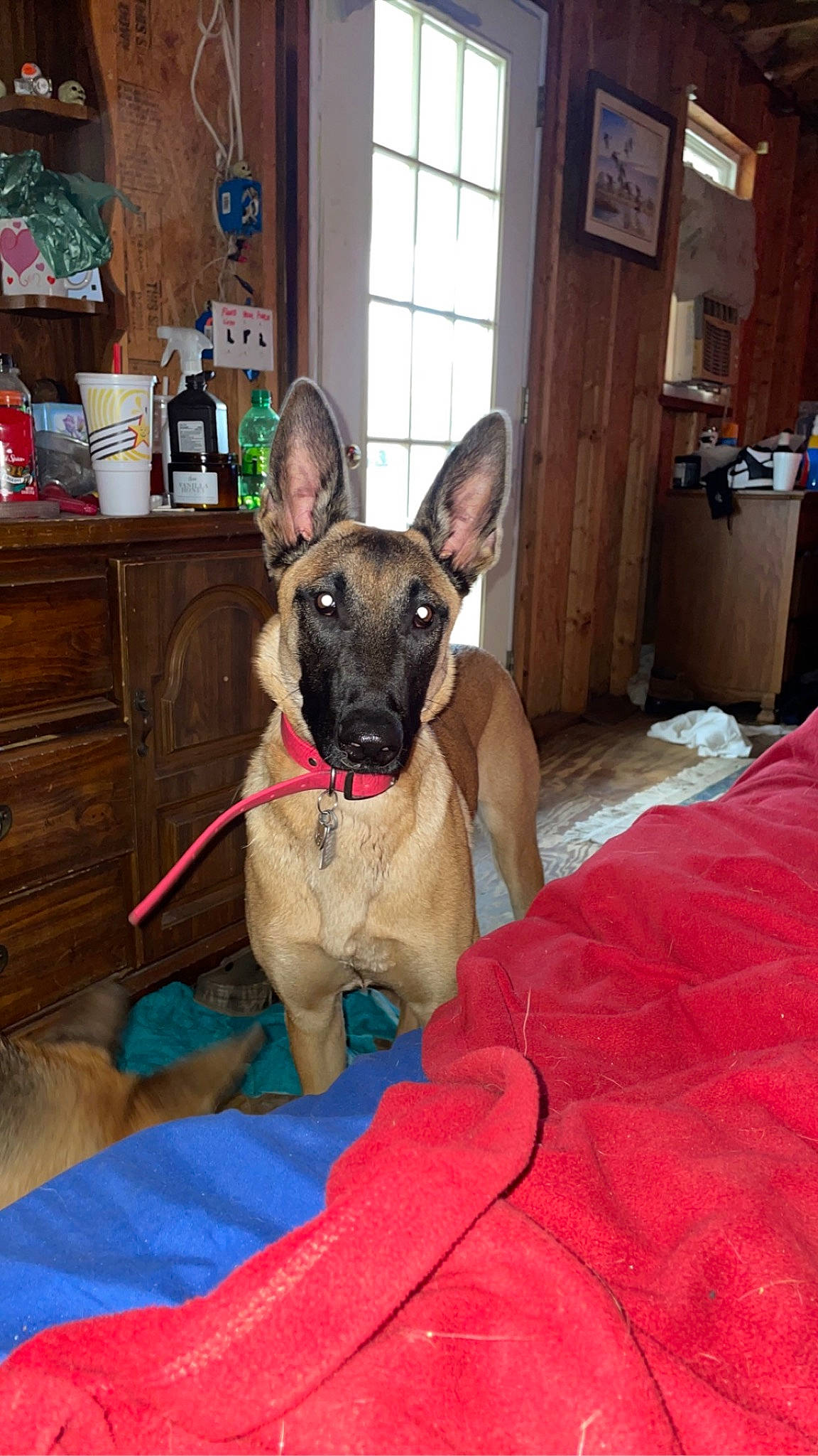 Delta joined the competition — help win amazing prizes! cabinetry, canidae, carnivore, collar, comfort, companion_dog, dog, dog_breed, dog_collar, dog_supply, drawer, fawn, non_sporting_group, pet_supply, snout, sporting_group, terrestrial_animal, window, working_animal, working_dog