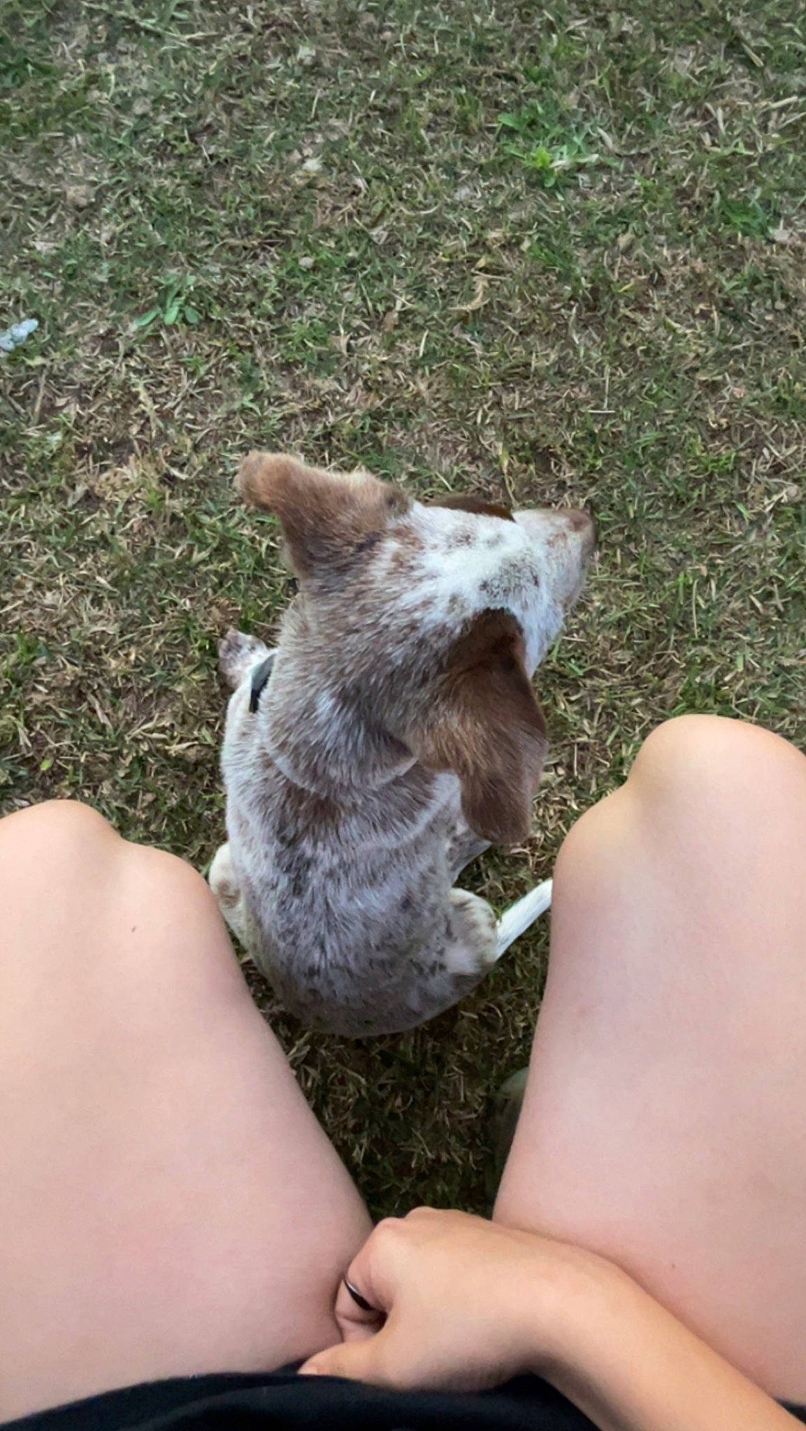 Oakley is registered to the contest to win money with this photo: canidae, carnivore, dog_breed, domestic_short_haired_cat, felidae, finger, fur, gesture, grass, hand, koala, nail, newspaper, small_to_medium_sized_cats, soil, sporting_group, tail, terrestrial_animal, vertebrate, whiskers