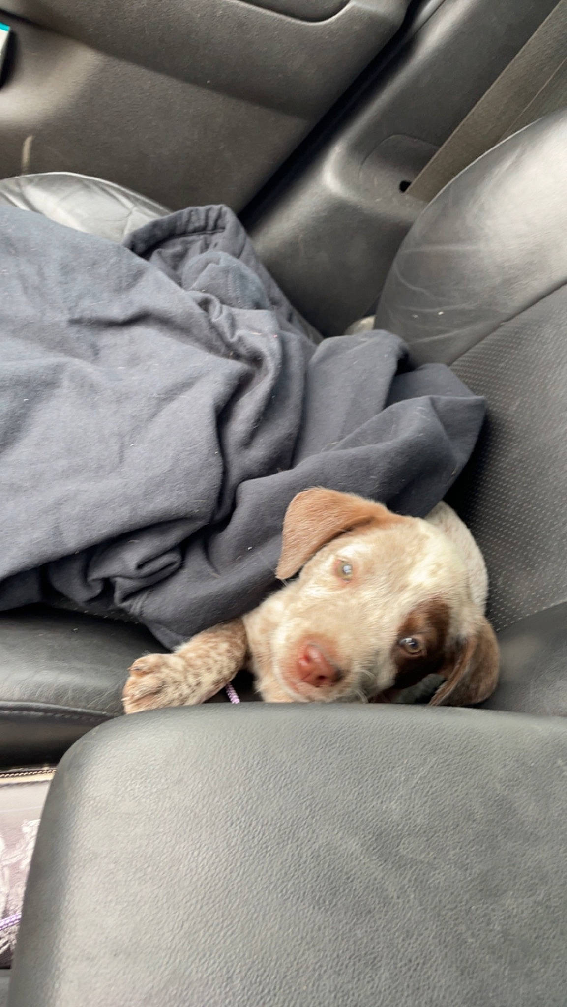 Oakley joined the competition — help win amazing prizes! canidae, car_seat, car_seat_cover, carnivore, comfort, companion_dog, dog, dog_breed, dog_supply, fawn, fur, gun_dog, linens, luxury_vehicle, non_sporting_group, snout, sporting_group, vehicle_door, whiskers, working_animal