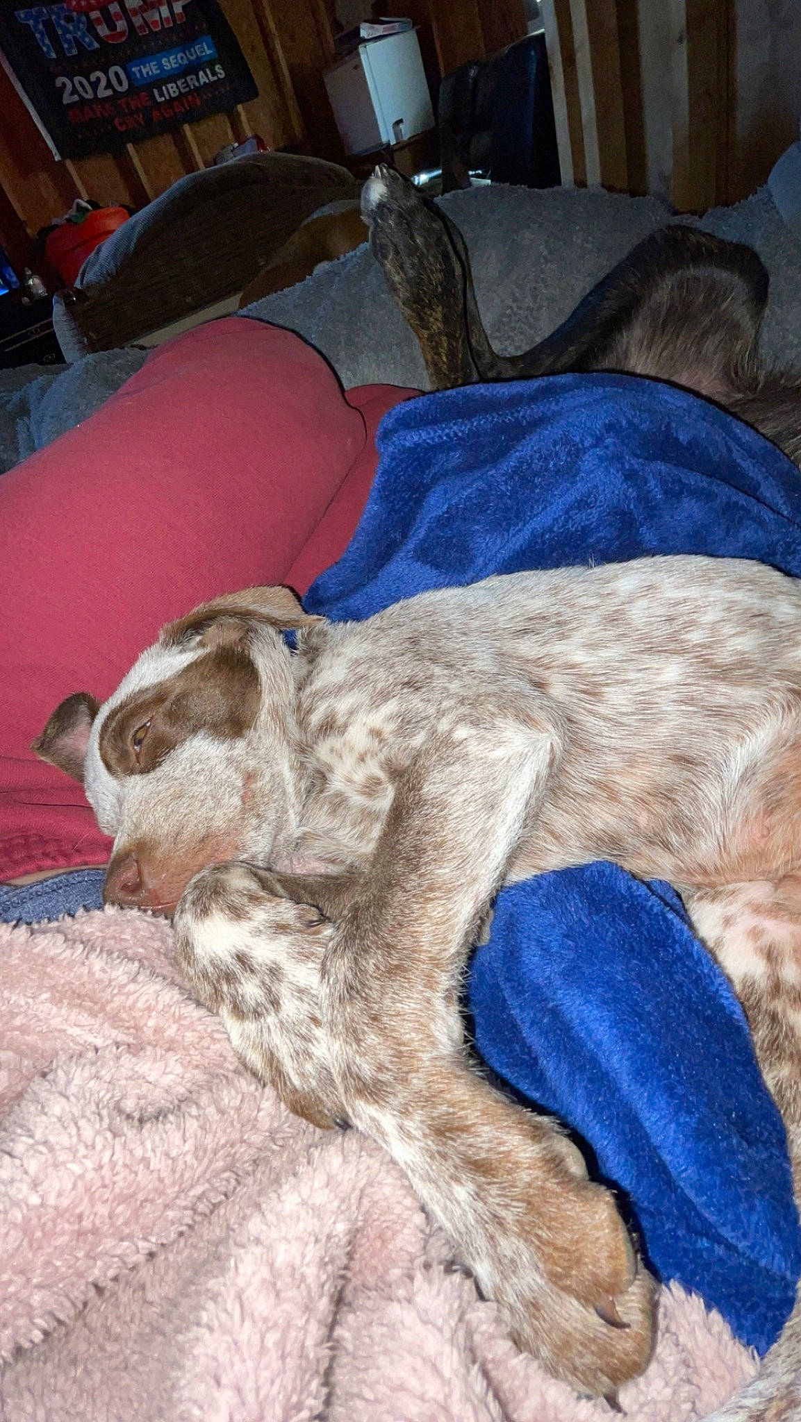 Oakley joined the competition — help win amazing prizes! canidae, carnivore, chair, comfort, companion_dog, couch, dog_breed, electric_blue, fawn, felidae, fur, linens, nap, small_to_medium_sized_cats, sporting_group, terrestrial_animal, whiskers, working_animal