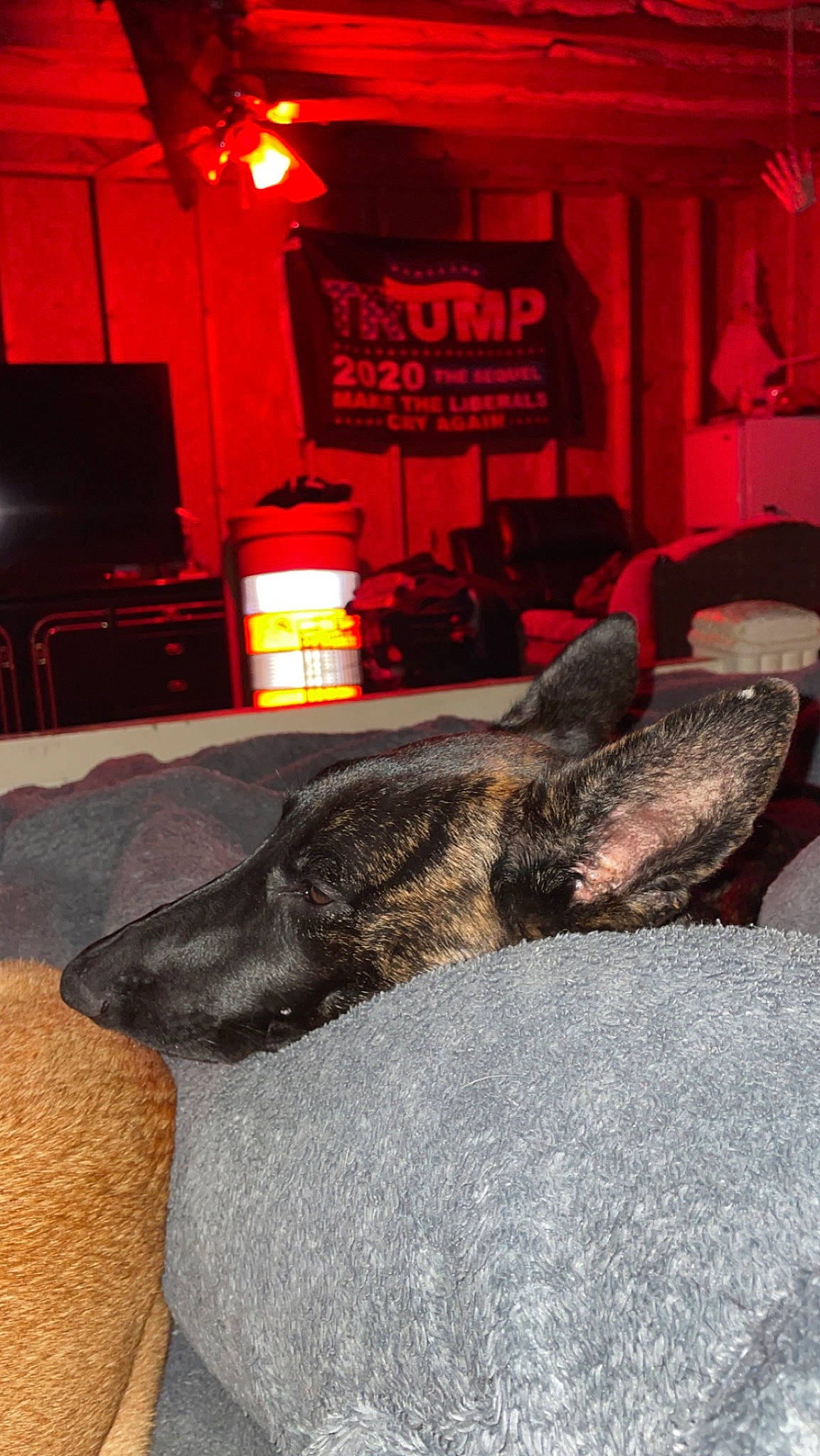 Ivy joined the competition — help win amazing prizes! automotive_tire, canidae, carpet, chair, comfort, curtain, felidae, floor, flooring, fur, grey, living_room, night, road_surface, rock, room, small_to_medium_sized_cats, tail, tree, wood