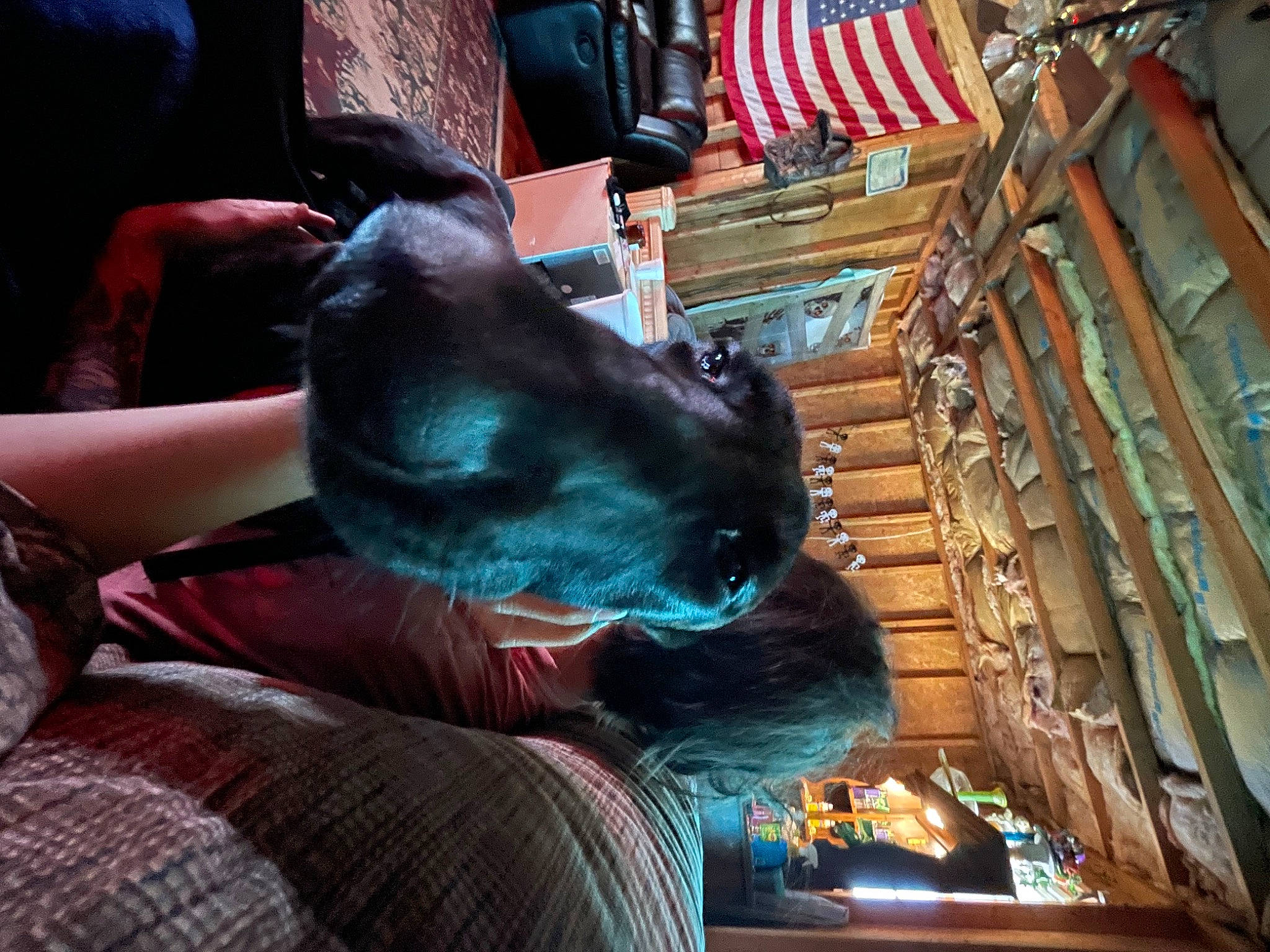 Ivy is registered to the contest to win money with this photo: carnivore, comfort, companion_dog, dog, dog_breed, flag, fur, guard_dog, leisure, non_sporting_group, sitting, sporting_group, whiskers, working_animal, working_dog