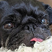 Mya participe au concours pour gagner de l'argent avec cette photo : animal, bodypart, bulldog, canine, cockerspaniel, dog, frenchbulldog, mouth, person, pet, pug, puppy, tongue