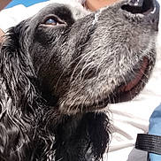 Simba participe au concours pour gagner de l'argent avec cette photo : dog, black_dog, wet_fur, close_up, outdoor, sunlight, pet, animal, curly_fur, canine, face, nose, whiskers, eye, person, white_shirt, blue_backpack, fur, looking_up, calm