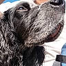 dog, black_dog, wet_fur, close_up, outdoor, sunlight, pet, animal, curly_fur, canine, face, nose, whiskers, eye, person, white_shirt, blue_backpack, fur, looking_up, calm