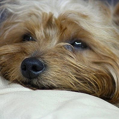 Patoche participe au concours pour gagner de l'argent avec cette photo : australian_silky_terrier, biewer_terrier, canidae, carnivore, companion_dog, dog, dog_breed, dutch_smoushond, maltepoo, mammal, morkie, norfolk_terrier, puppy, rare_breed_dog, small_terrier, terrier, toy_dog, vertebrate, yorkipoo, yorkshire_terrier