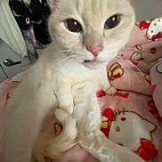 Sushi is registered to the contest to win money with this photo: cat, close_up, cream_colored, pet, indoor, blanket, hello_kitty, feline, cute, relaxed, fur, whiskers, pink, animal, domestic, cozy, resting, soft, paws, curious