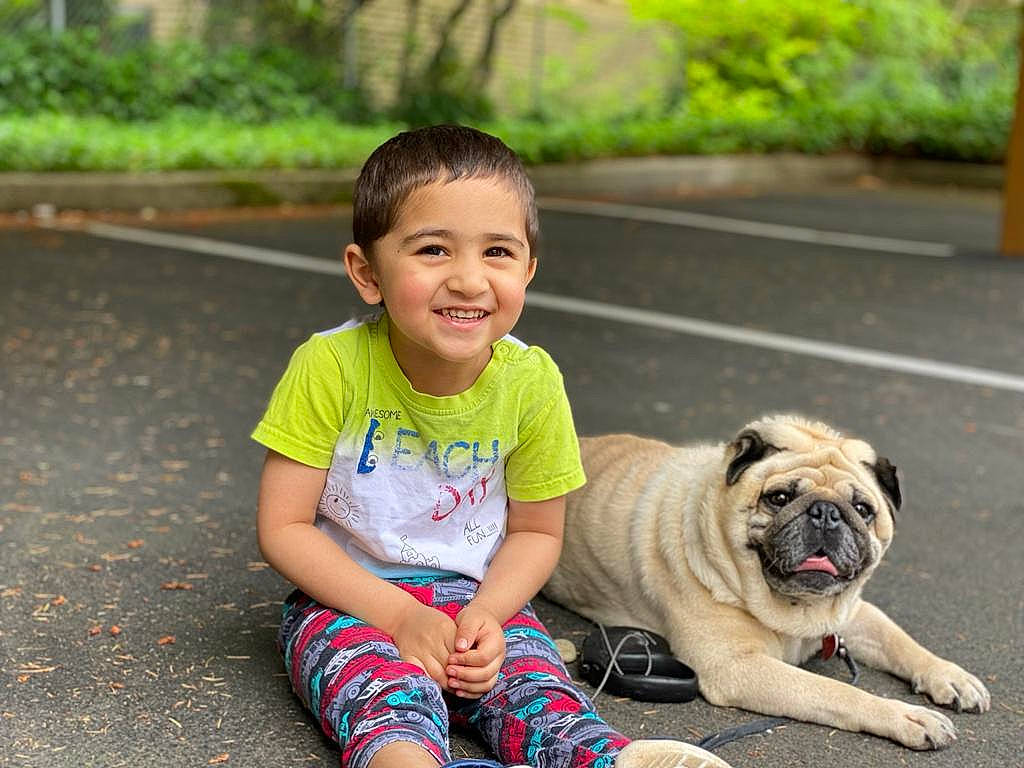 Aarav Verma joined the competition — help win amazing prizes! carnivore, collar, companion_dog, dog, dog_breed, facial_expression, fawn, grass, happy, joy, leash, leisure, person, plant, pug, skin, smile, snout, toddler, toy_dog
