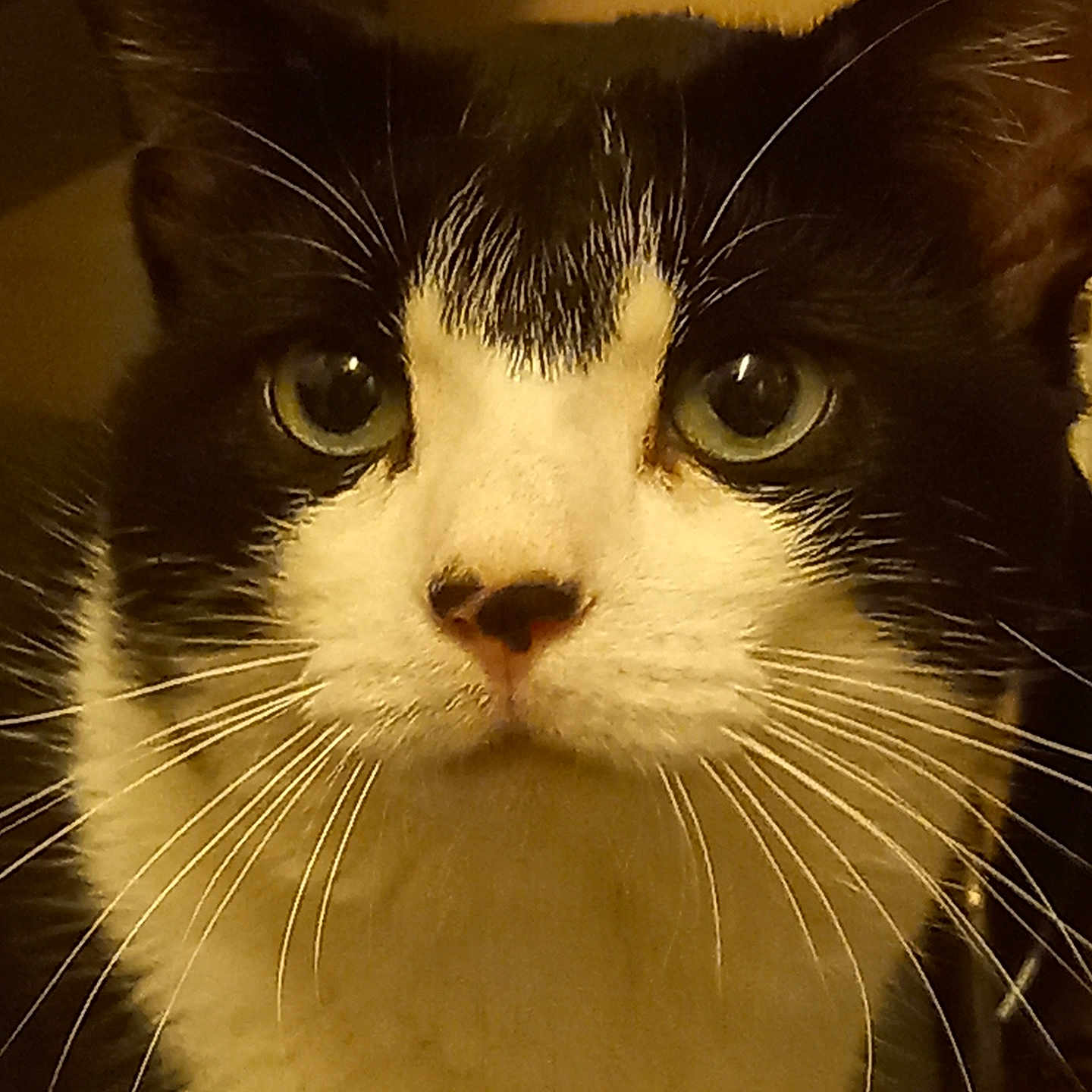 Luna joined the competition — help win amazing prizes! alert, animal, black_and_white, cat, close_up, cute, domestic, ears, expression, face, feline, fur, green_eyes, indoor, looking, mammal, nose, pet, portrait, whiskers